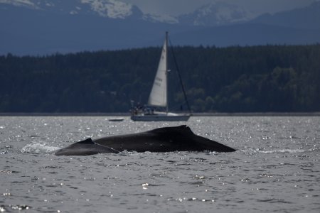 Moeder Nick met haar kalf vlakbij een zeilboot